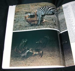 Zebras, Löwen und Hyänen in GEO Oktober 1977